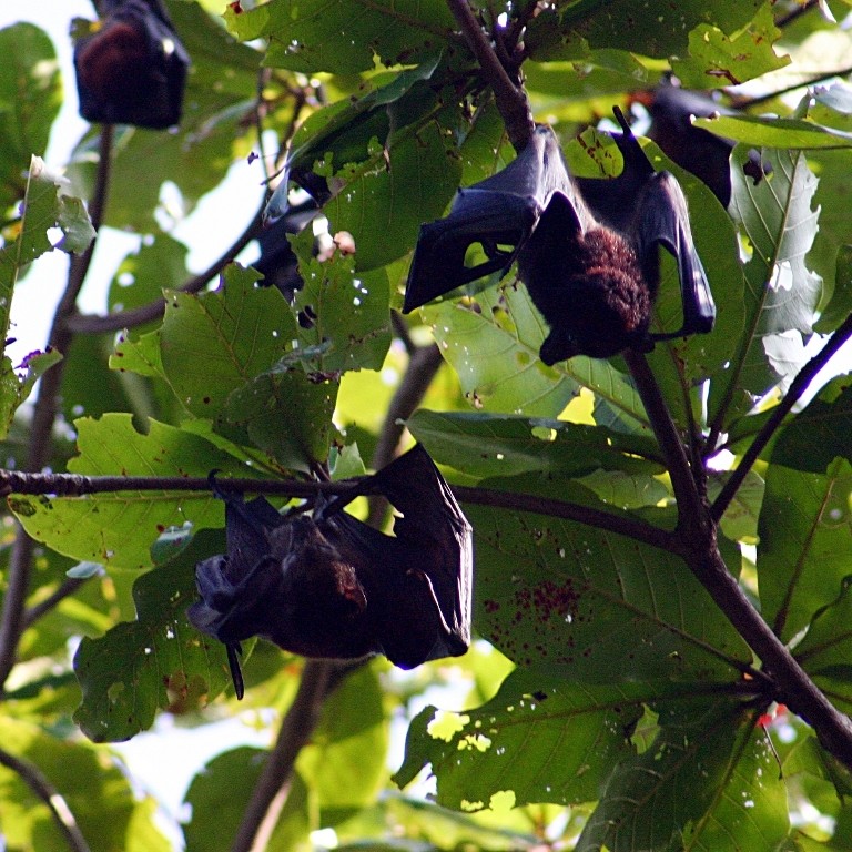 Fruit Bats, Similan Islands